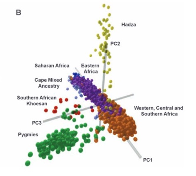 Figure 2. Principal component analysis of African genomes (Tishkoff et al., 2010). Many of the genomes along PC1 resulted from later migrations.